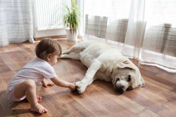 Baby touching dog's foot | Yuma Carpets & Tile Inc